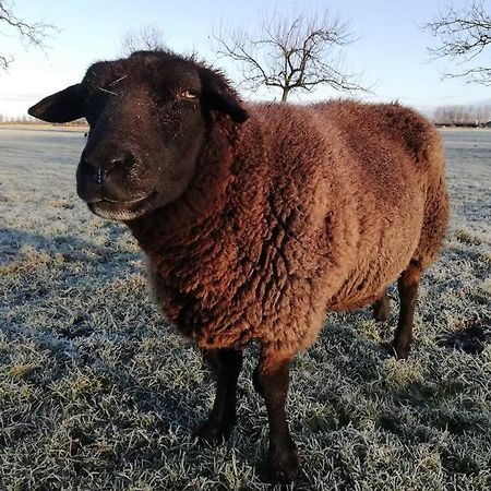 'T Pekelhuis - Vakantiehuisje Op Boerderij Huize Blokland Hem Exteriér fotografie