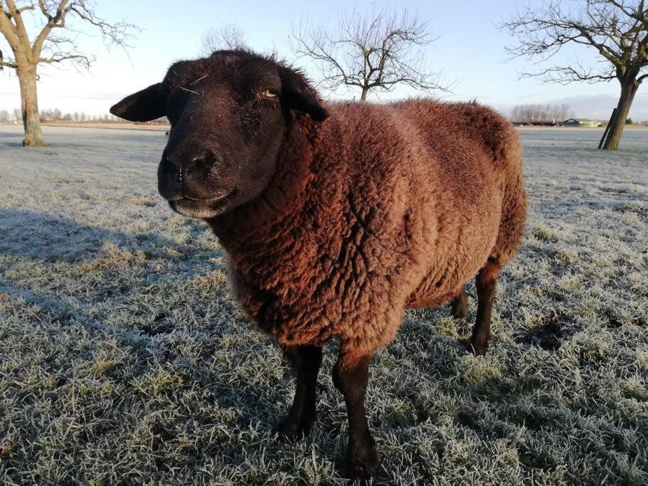 'T Pekelhuis - Vakantiehuisje Op Boerderij Huize Blokland Hem Exteriér fotografie