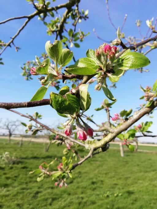 'T Pekelhuis - Vakantiehuisje Op Boerderij Huize Blokland Hem Exteriér fotografie