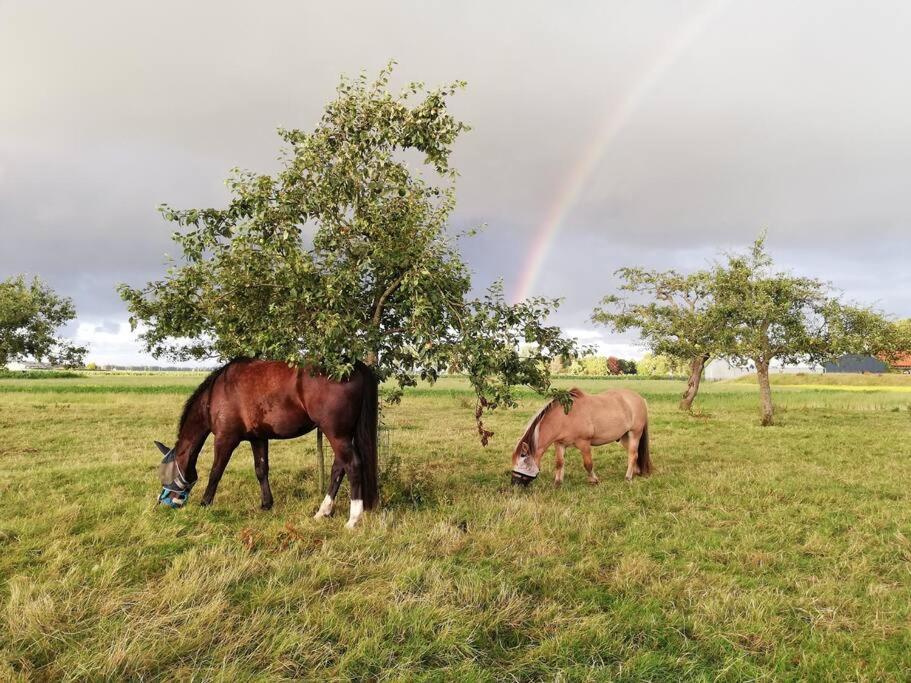 'T Pekelhuis - Vakantiehuisje Op Boerderij Huize Blokland Hem Exteriér fotografie